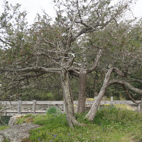 Seaside Juniper (Juniperus maritima)