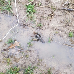 Lacunicambarus chimera