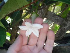 Stephanotis floribunda
