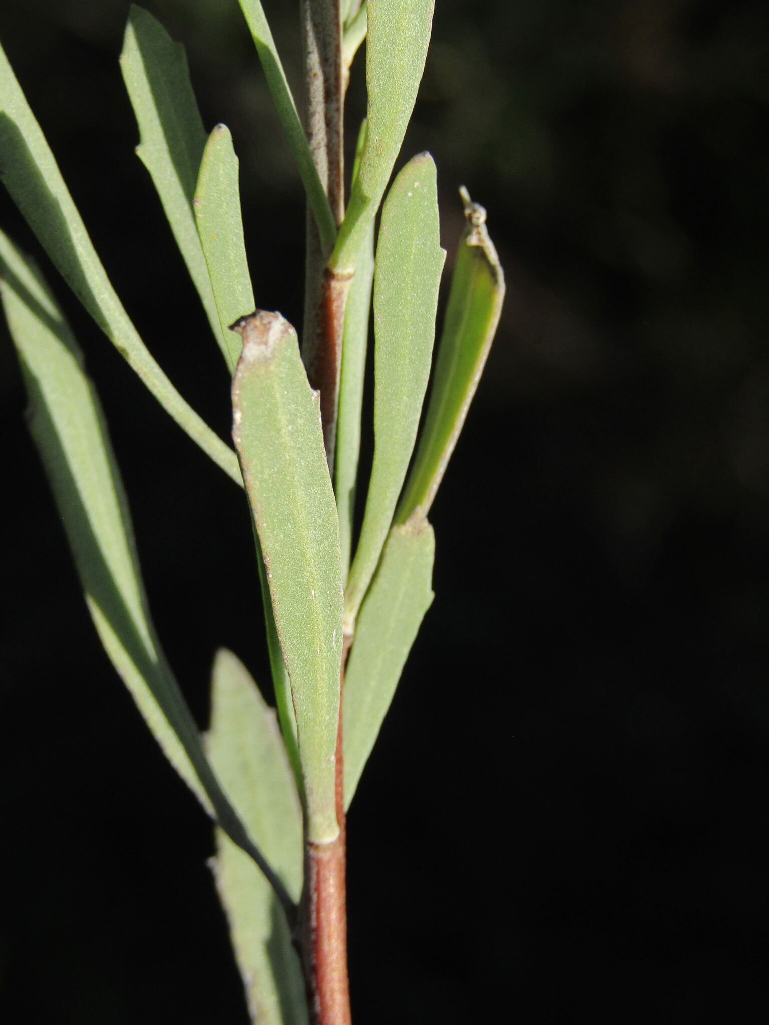 Tessaria Absinthioides (Tessaria absinthioides)