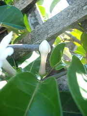 Stephanotis floribunda