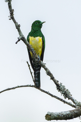 African Emerald Cuckoo photo 5