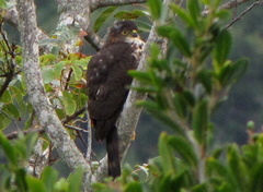 Accipiter minullus