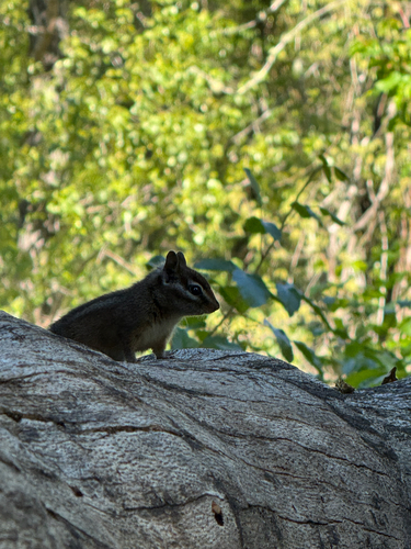 Merriam's Chipmunk observed by sckaiser