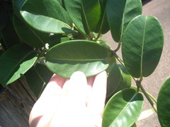 Stephanotis floribunda