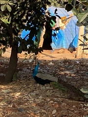 Pavo cristatus