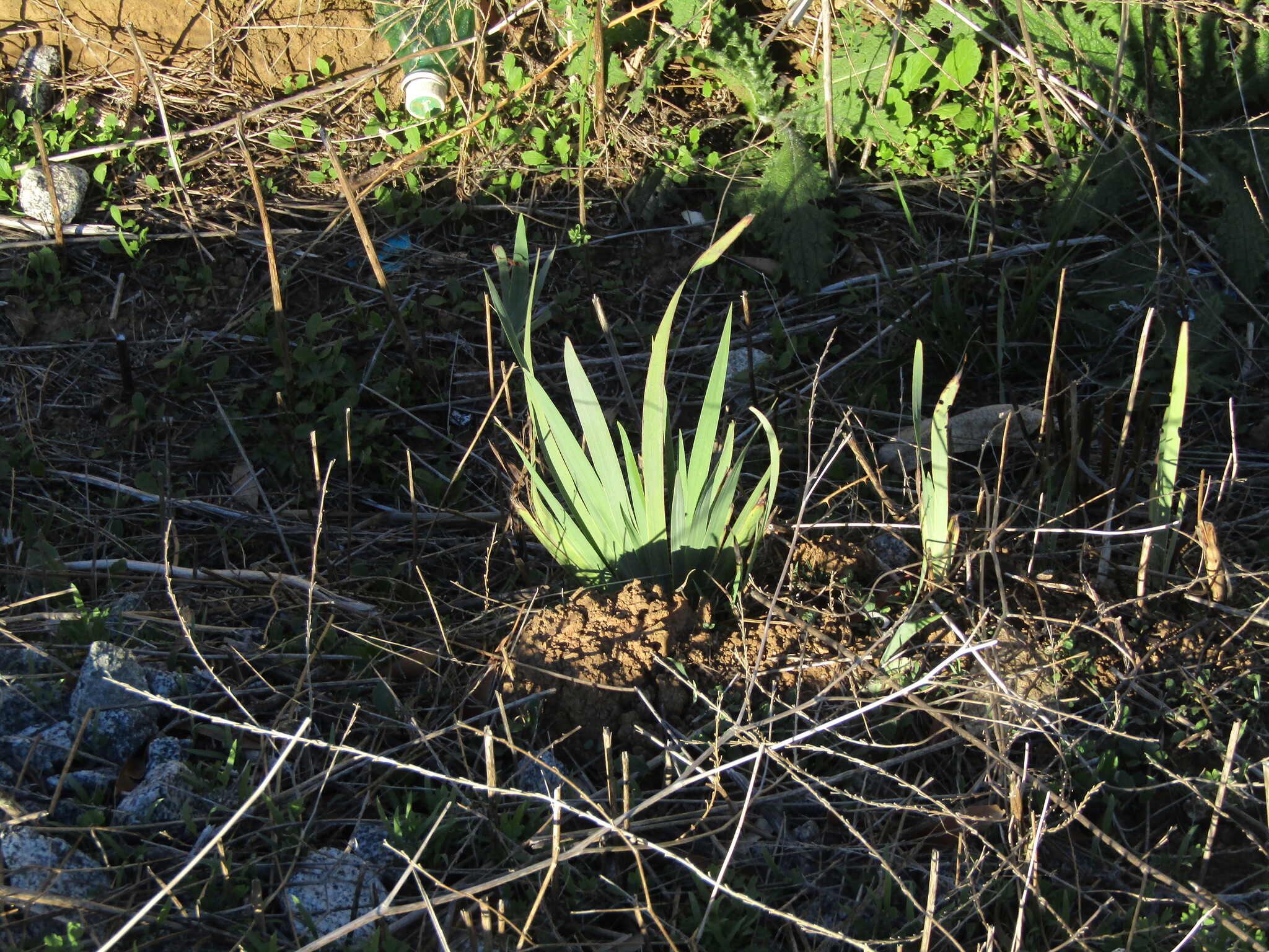 Sisyrinchium Striatum (Sisyrinchium striatum)