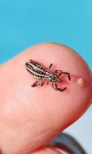 Mummucia variegata