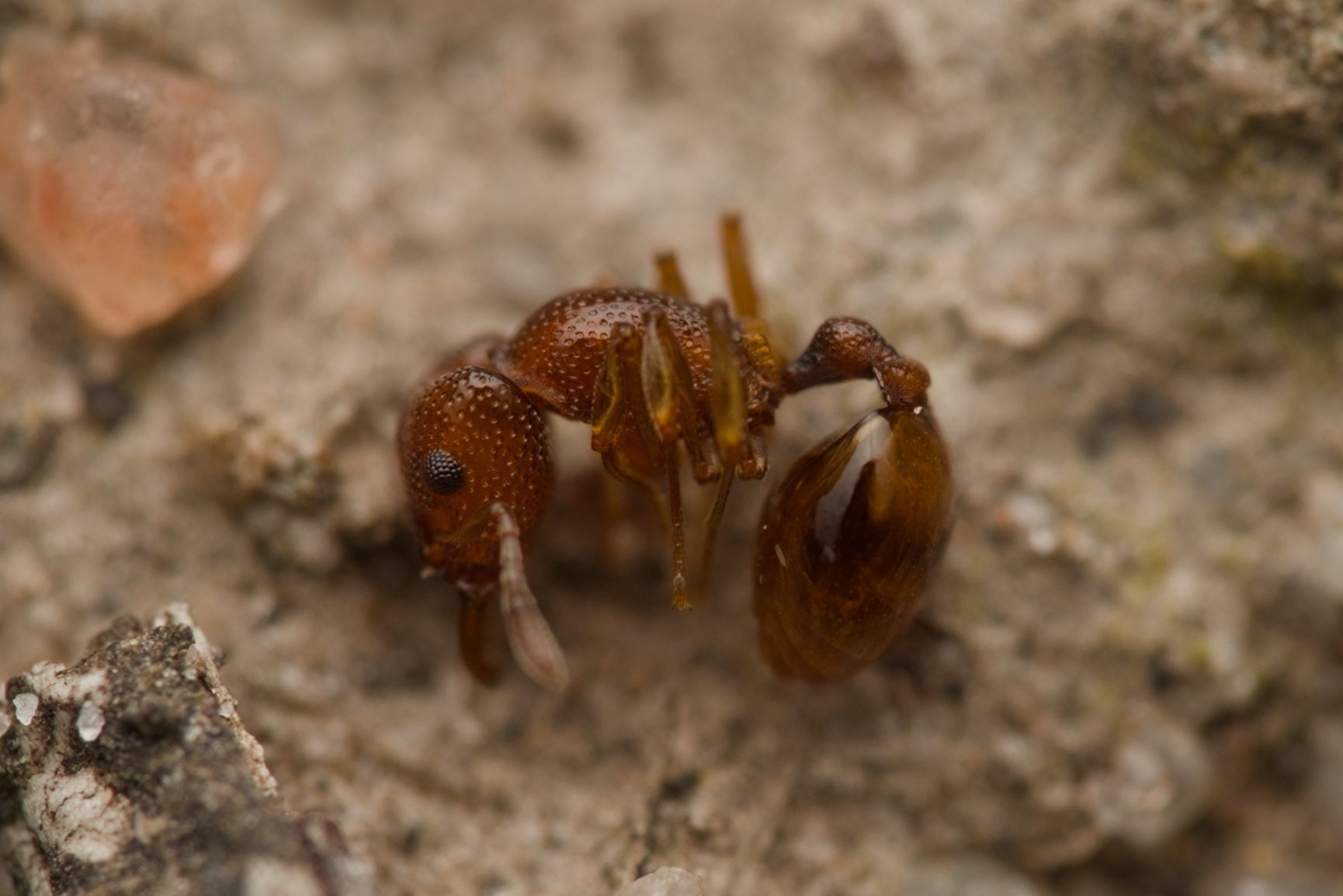 Mesostruma loweryi