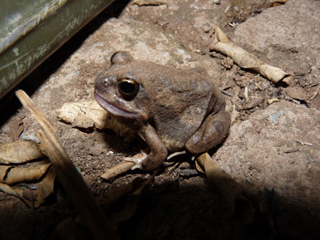 Marbled sand frog from Mfuwe on November 20, 2010 by Joachim Louis ...