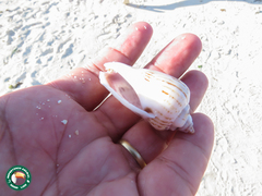 Gibberulus gibberulus