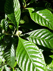 Psychotria nervosa