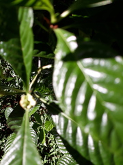 Psychotria nervosa