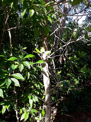 Psychotria nervosa