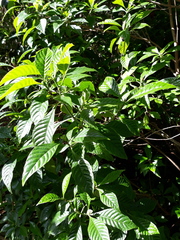 Psychotria nervosa