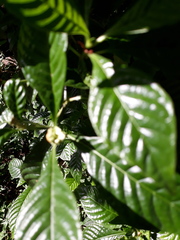 Psychotria nervosa