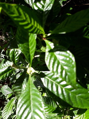 Psychotria nervosa