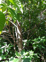 Psychotria nervosa