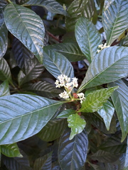 Psychotria nervosa