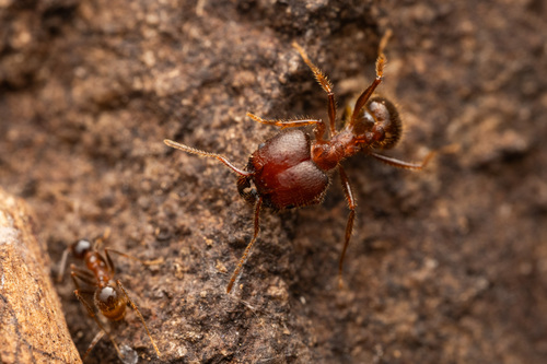 Blunt-spined Big-headed Ant photo 5
