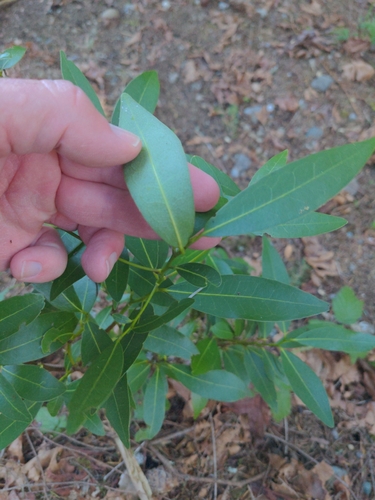California Laurel (Umbellularia californica)
