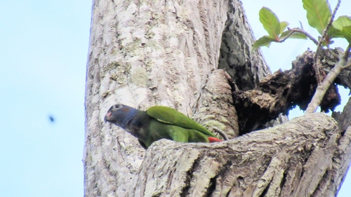 Blue-headed Parrot