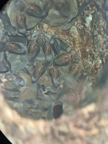 White-throated Round-eared Bat