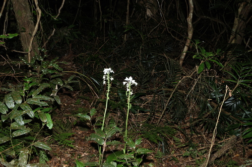 Christmas Orchid (Calanthe triplicata)