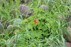 Pelargonium × hybridum