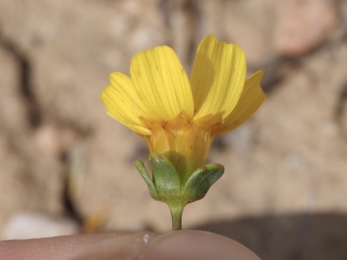 Coreopsis calliopsidea observed 2026-04-02