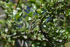 Rhionaeschna diffinis