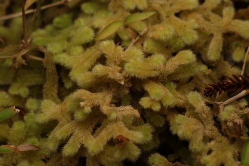 Teddy Bear Liverwort (Leiomitra lanata)