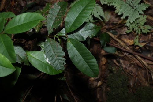 velvet myrtle (Lenwebbia prominens)
