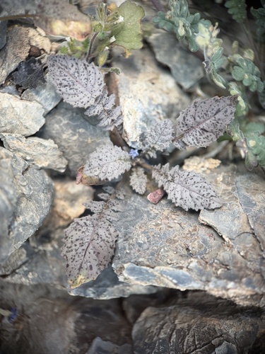Walker's Suncups (Chylismia walkeri)