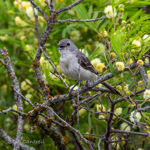 Grey Vireo (Vireo vicinior)