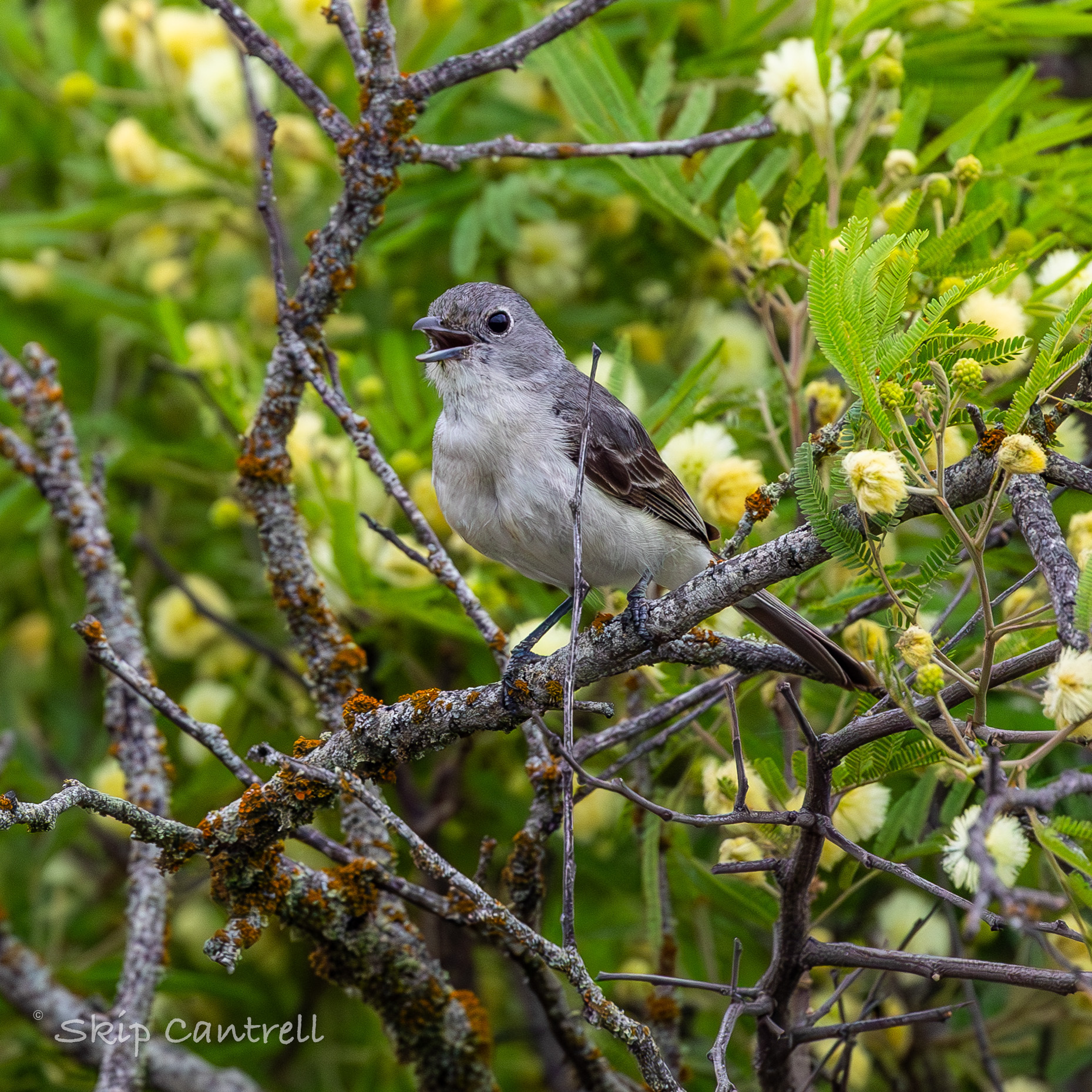 Grey Vireo (Vireo vicinior), photo 1