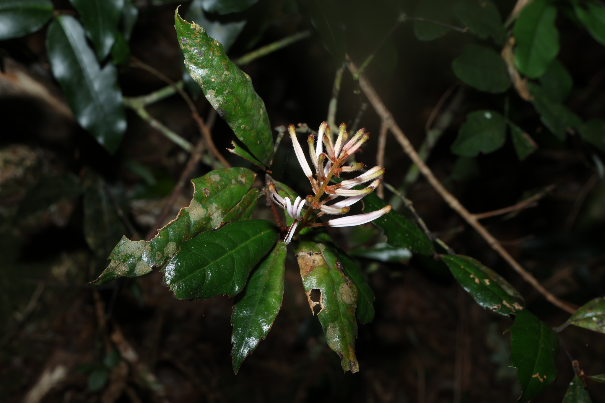 Spice Bush (Triunia youngiana)