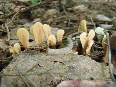 Cudoniaceae