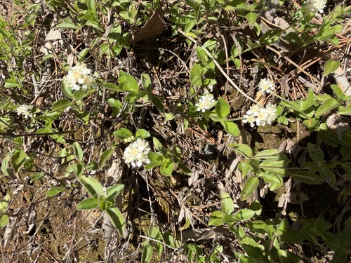 modesty (Whipplea modesta)