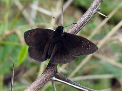 Ephyriades brunnea