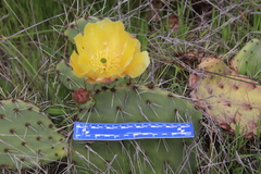 Opuntia × occidentalis