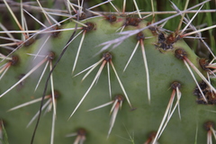 Opuntia × occidentalis