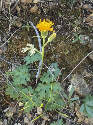 Silver-crown (Cacaliopsis nardosmia)