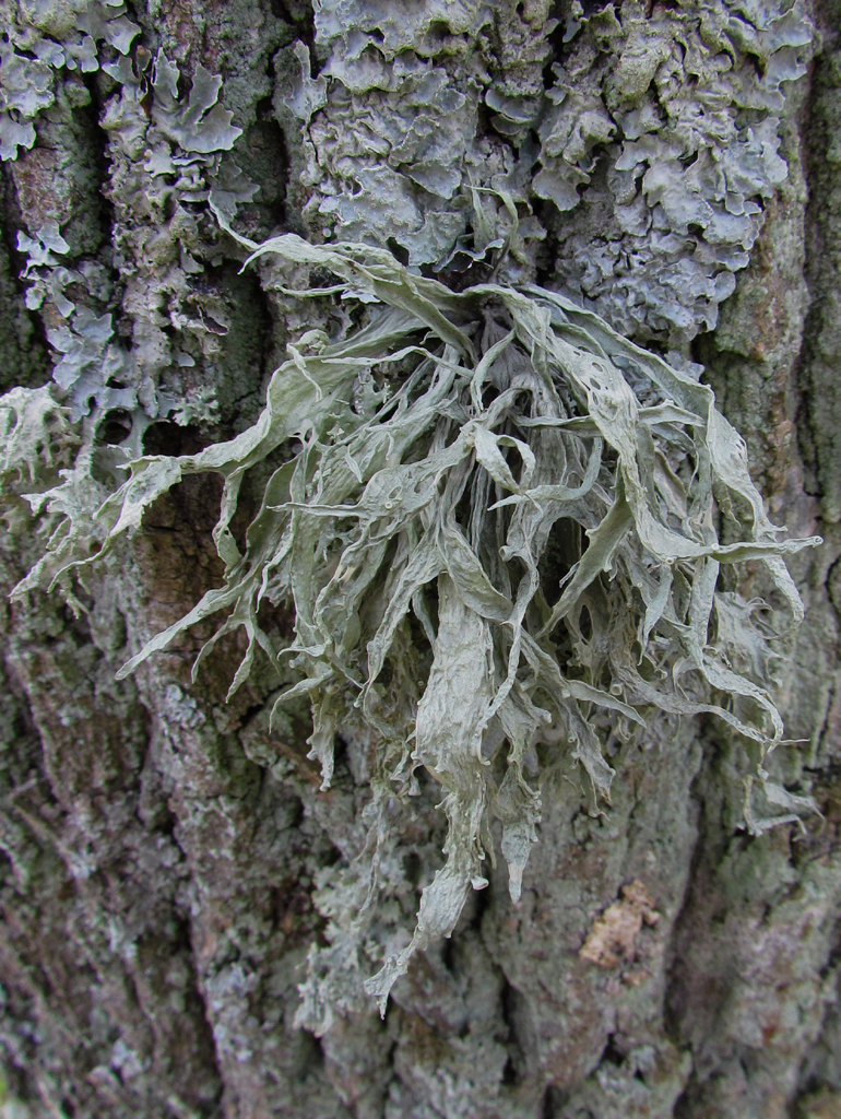 Cartilage Lichen