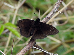 Ephyriades brunnea