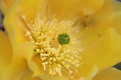 Opuntia × occidentalis