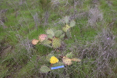 Opuntia × occidentalis