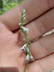 Spiranthes lacera lacera