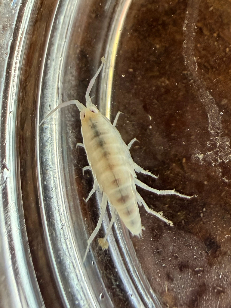 eastern Gulf sandhopper