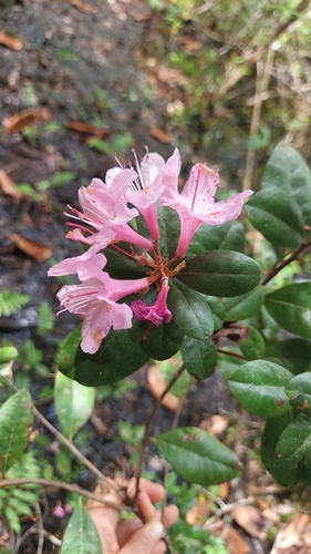 gorge rhododendron (Rhododendron minus)